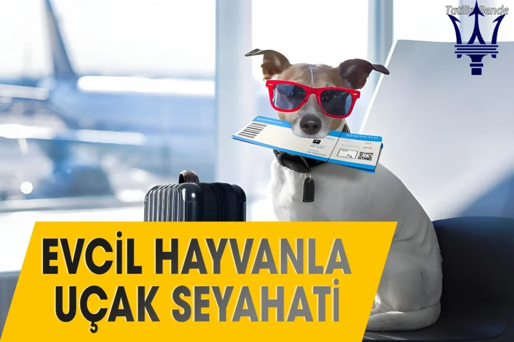 Evcil Hayvanlara Uçak Bileti Alınır Mı